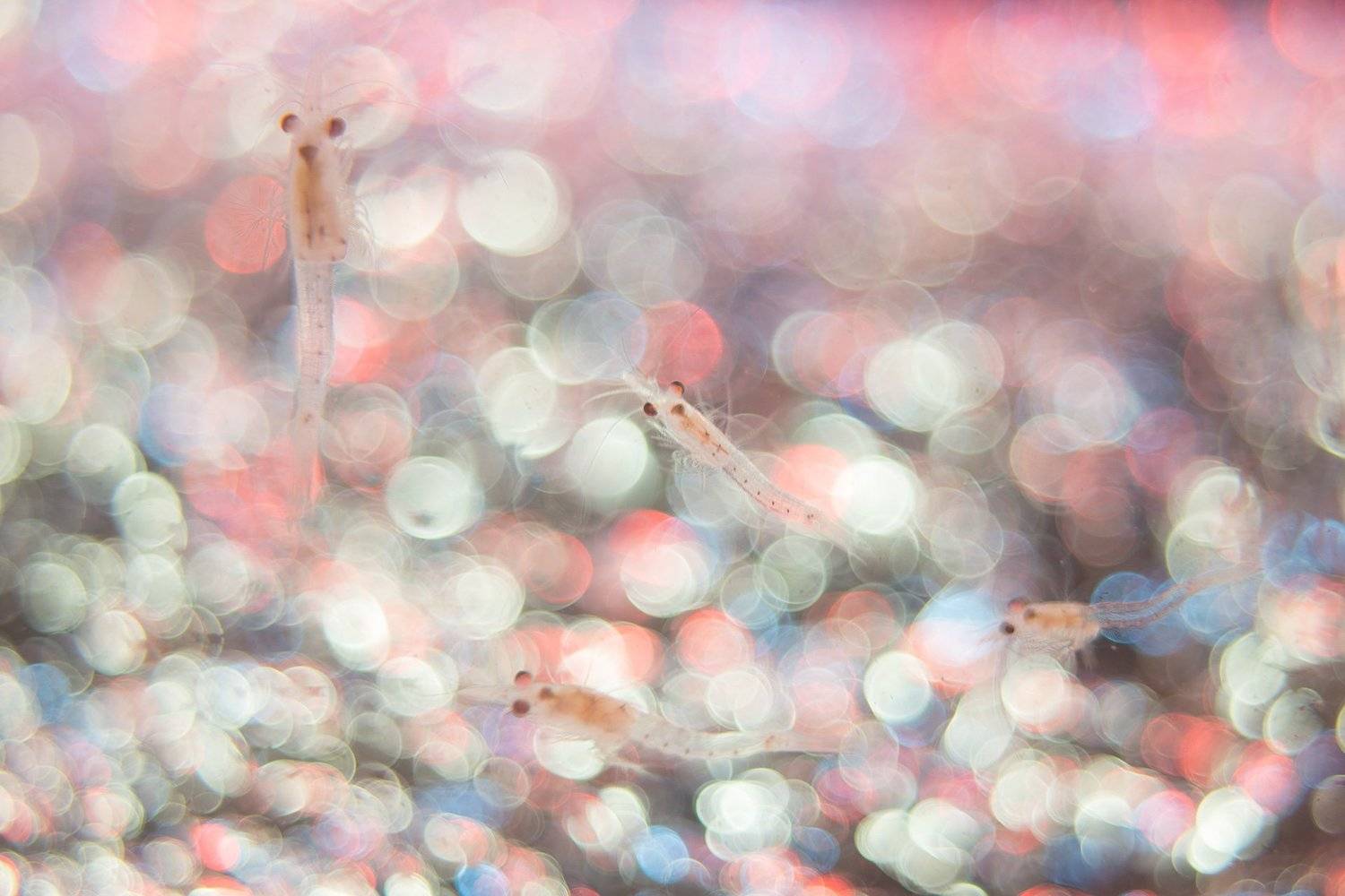 магадан лейка гектор генератор пузырей, Сергей Шанин