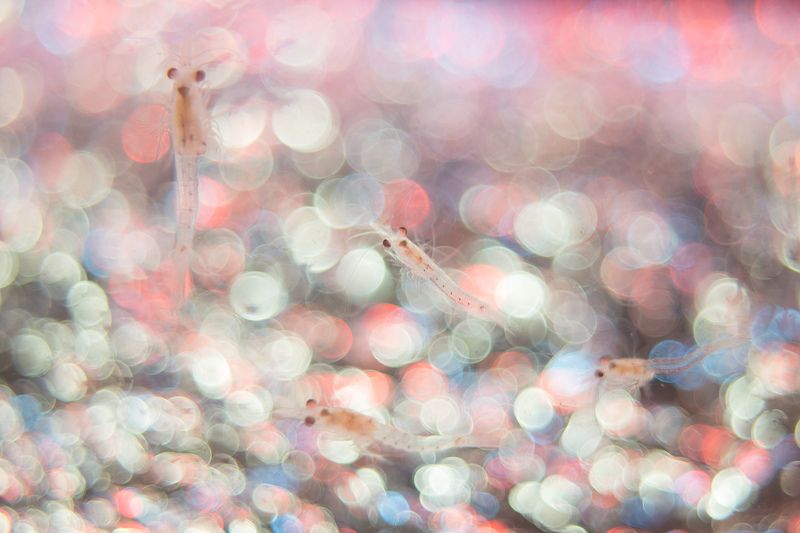 магадан лейка гектор генератор пузырей Подводный арт фото превью