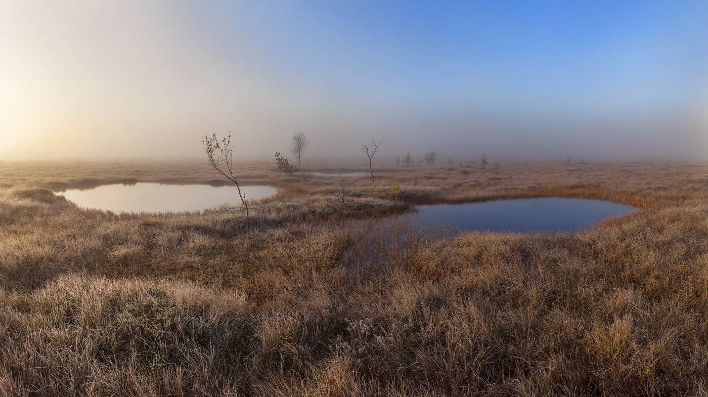 Болото, Ленобласть, Ленинградская область, туман, Арсений Кашкаров