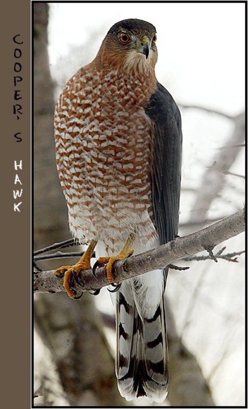 О птичках фото превью