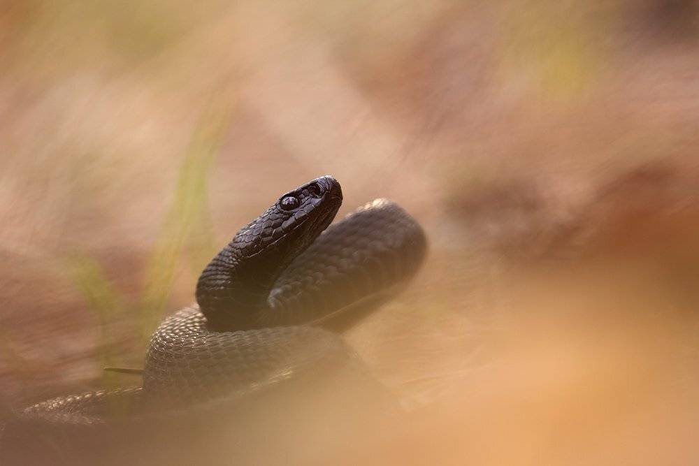 , Иваненко Светлана