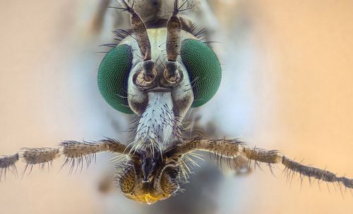 Crane Fly