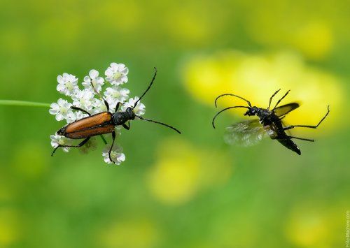 Лечу к тебе!