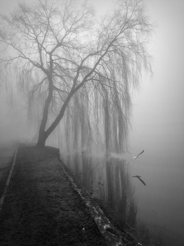 bw, fog  фото превью
