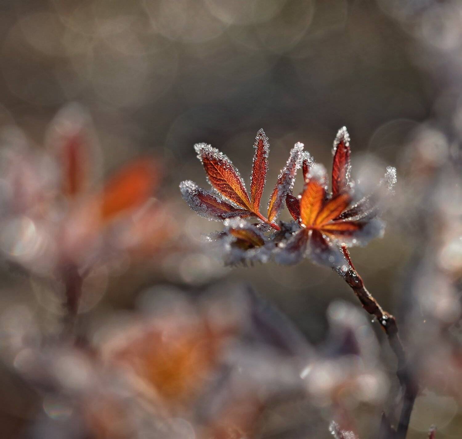 осень, макро, якутия,, Евгения Левина