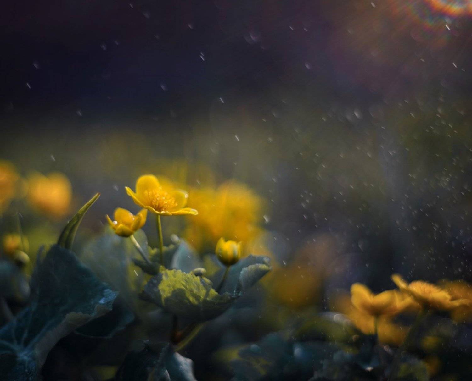 , Синкальський Тарас