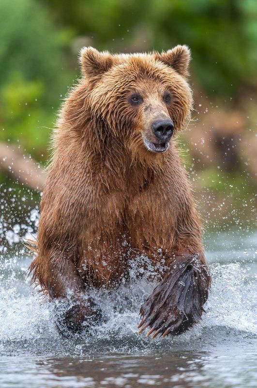 камчатка, бурый медведь В азарте фото превью