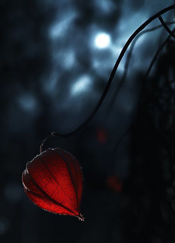 wake,macro,delicate,sony,zeiss,night, Esprit de Lune © фото превью