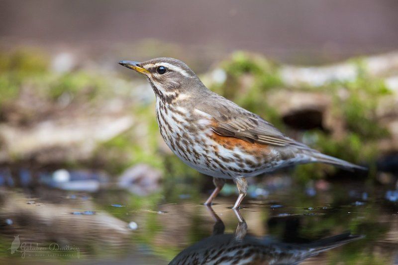Белобровик фото превью