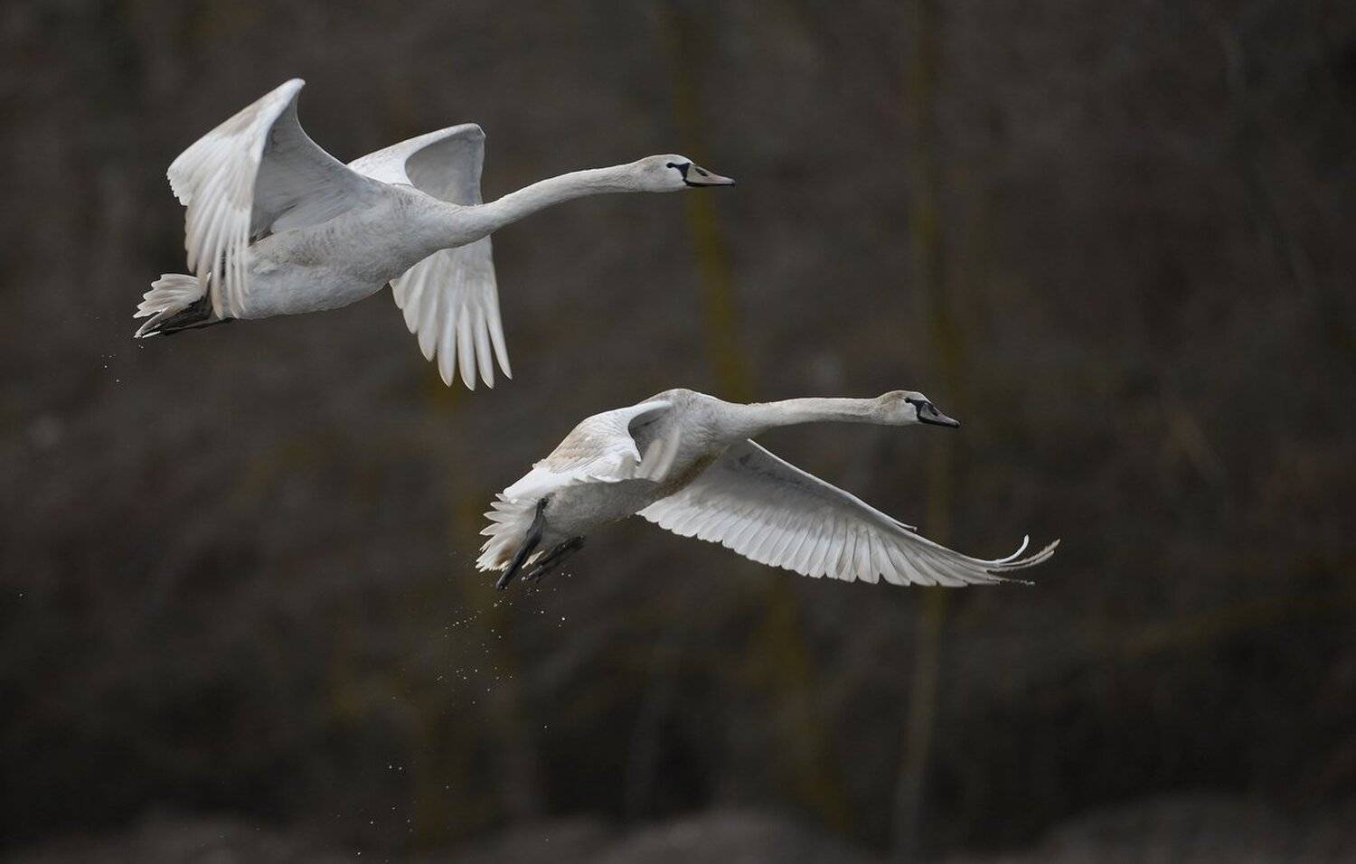 крылья, Александр Маркелов