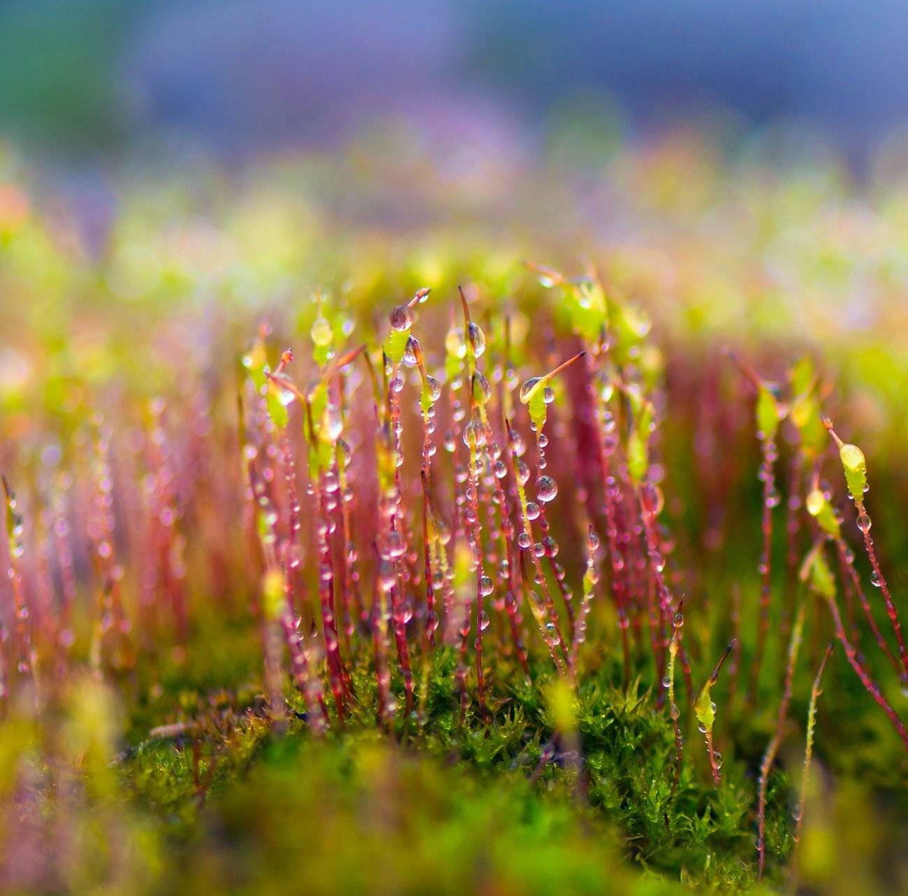 мох, капли, Галанзовская Оксана