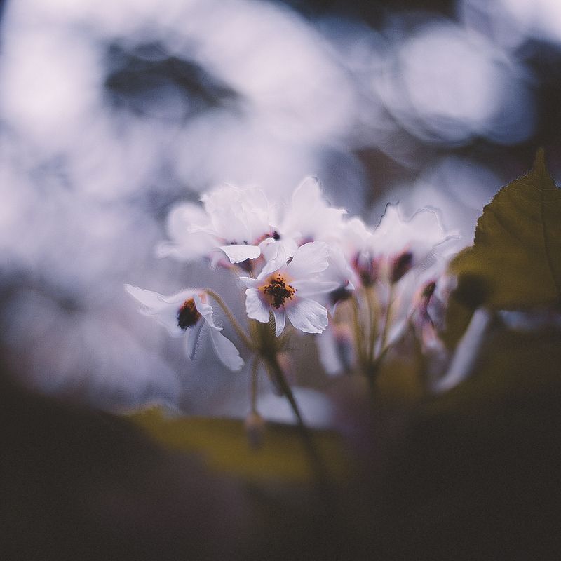 сад В ботаническом саду фото превью