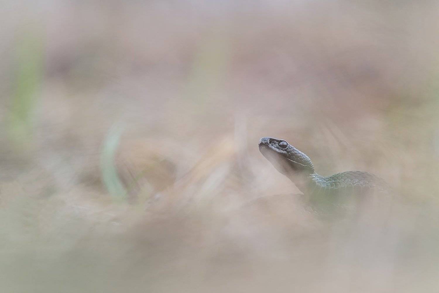 гадюка Никольского, Evgeny Melnikov