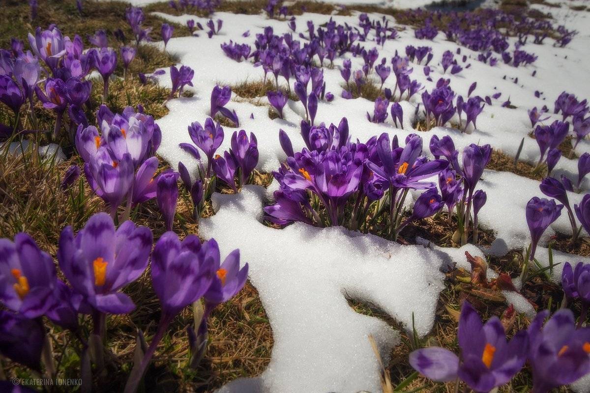 , Екатерина Ионенко