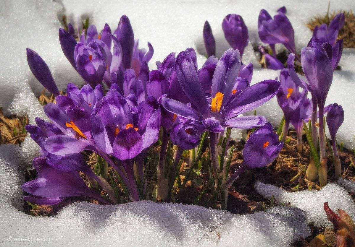 , Екатерина Ионенко