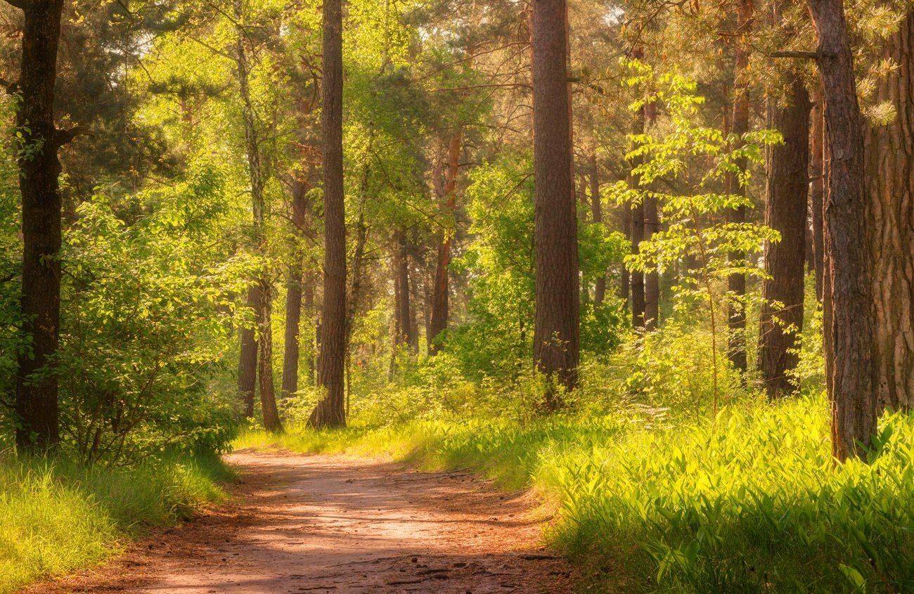 лес, утро, май, весна, Галанзовская Оксана