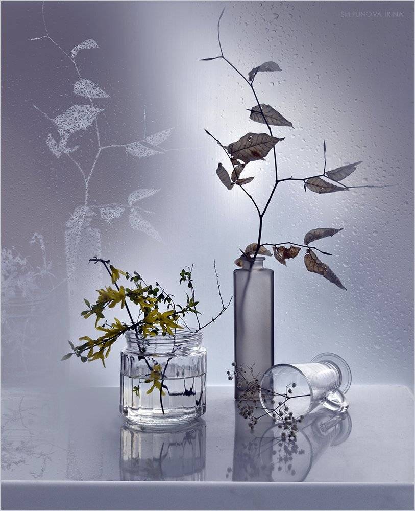 , Шипунова Ирина