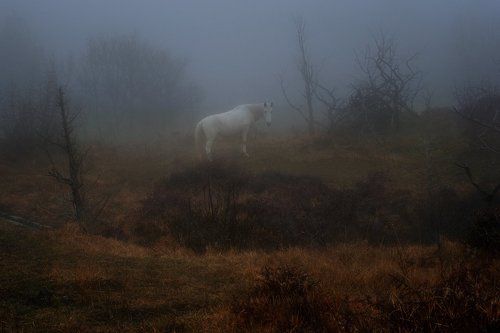 Белая лошадка