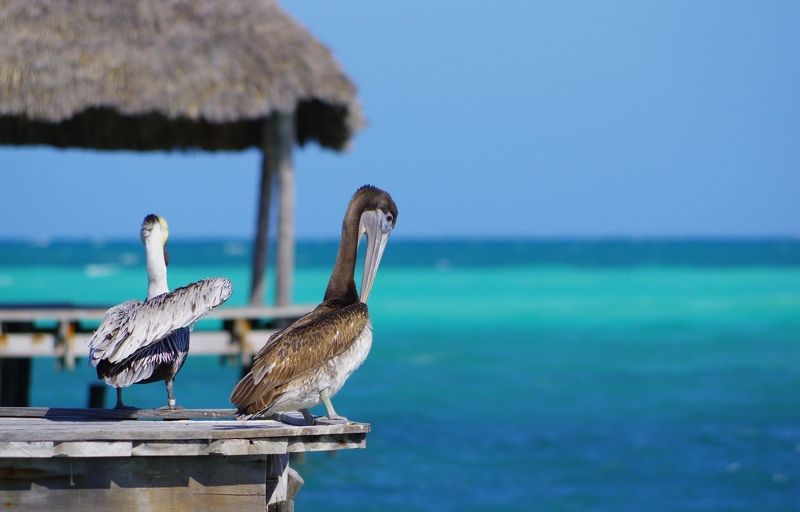cuba,cayo guillermo,animals,birds,  фото превью