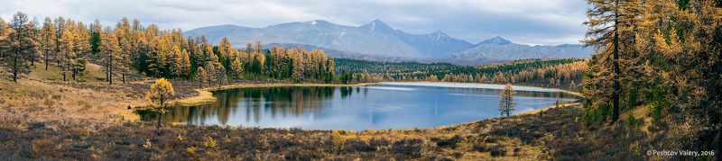 лиственницы, осень, отражения, горный алтай, озеро киделю Размышления про Киделю… фото превью