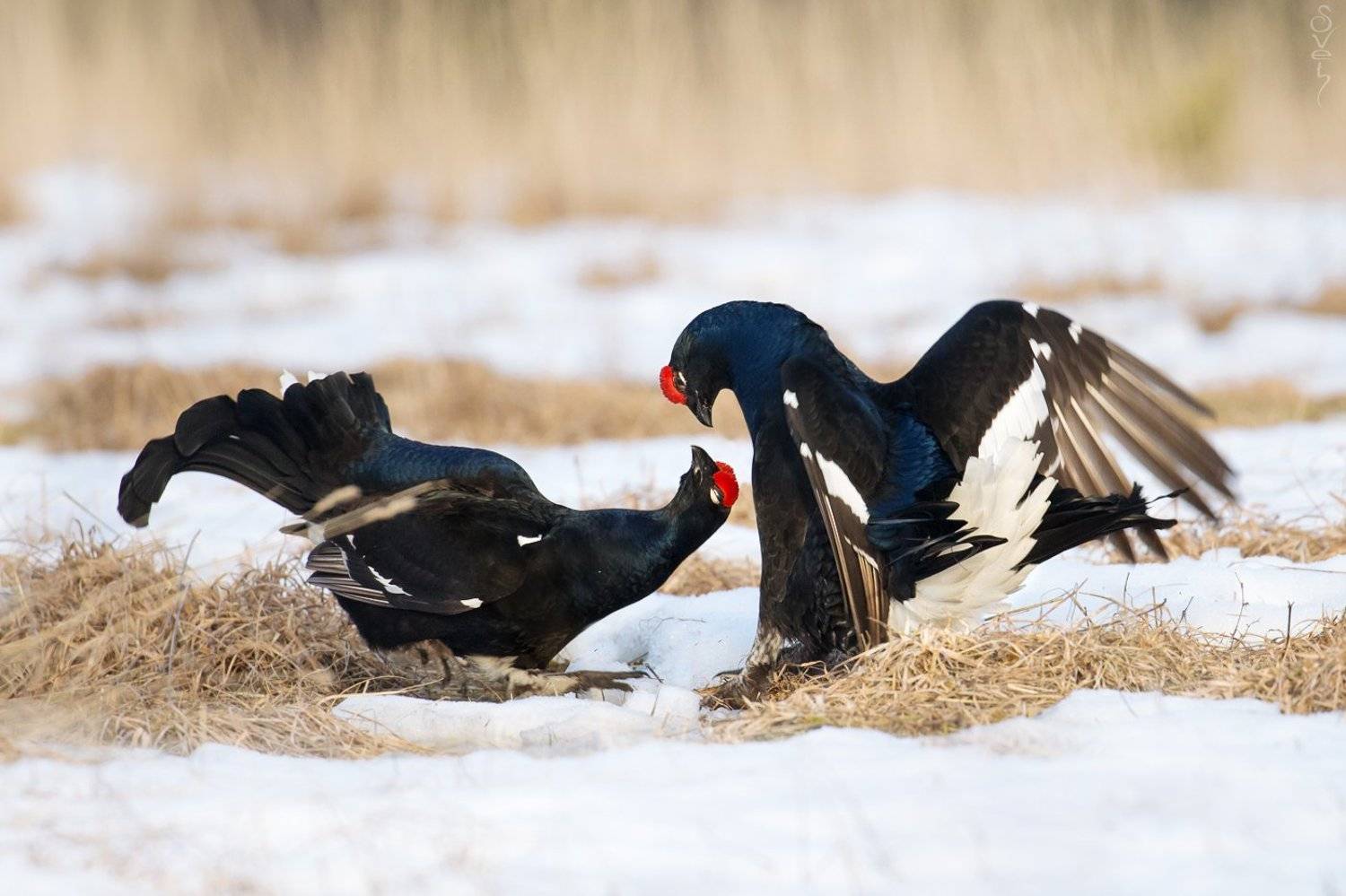 тетеревиный ток, svet