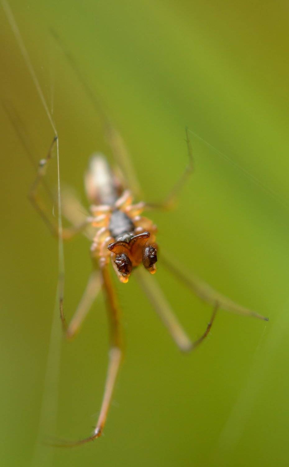 паук, макро, опасный, ядовитый, зелёный, осень, Ксения Соварцева
