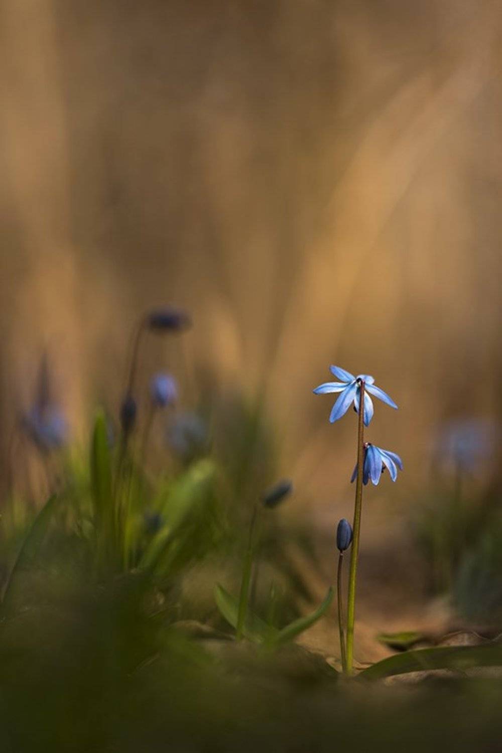 пролеска сибирская, Антон Воронин