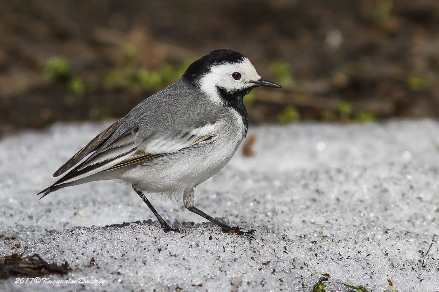 , Дмитрий Кугувалов