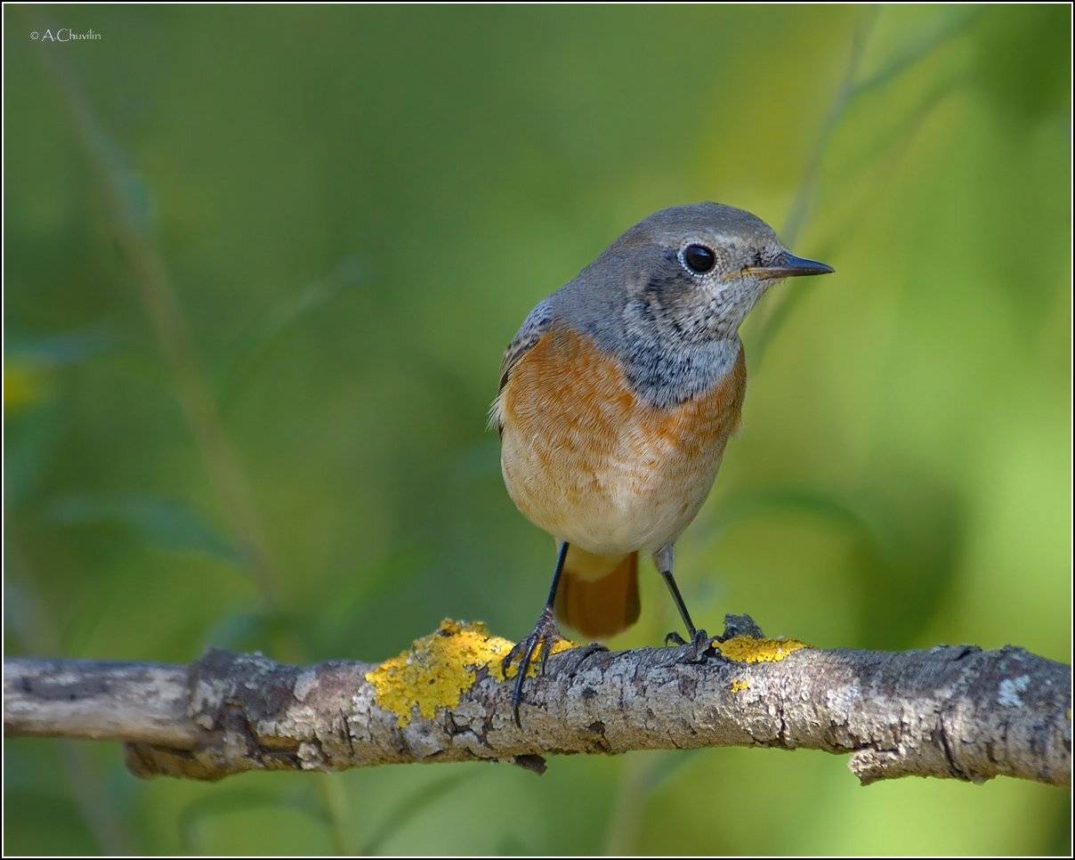 птица,горихвостка, Александр Чувилин