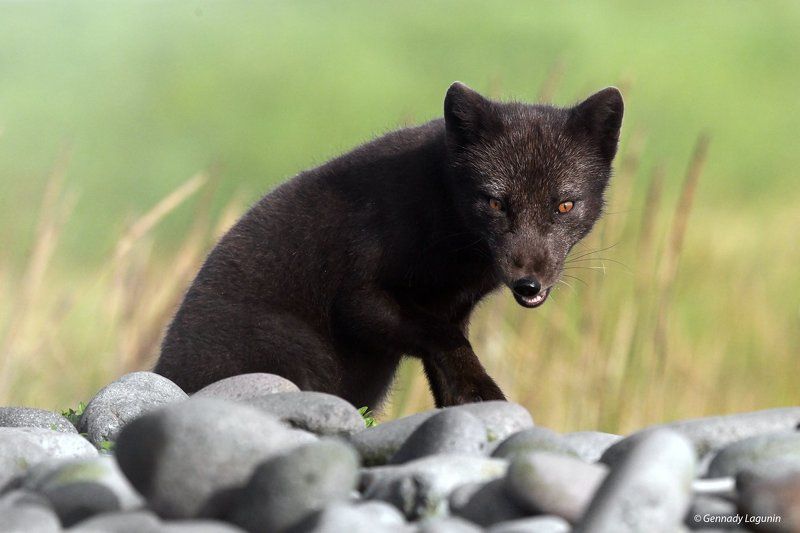 командорский песец Разбойники острова Беринга фото превью