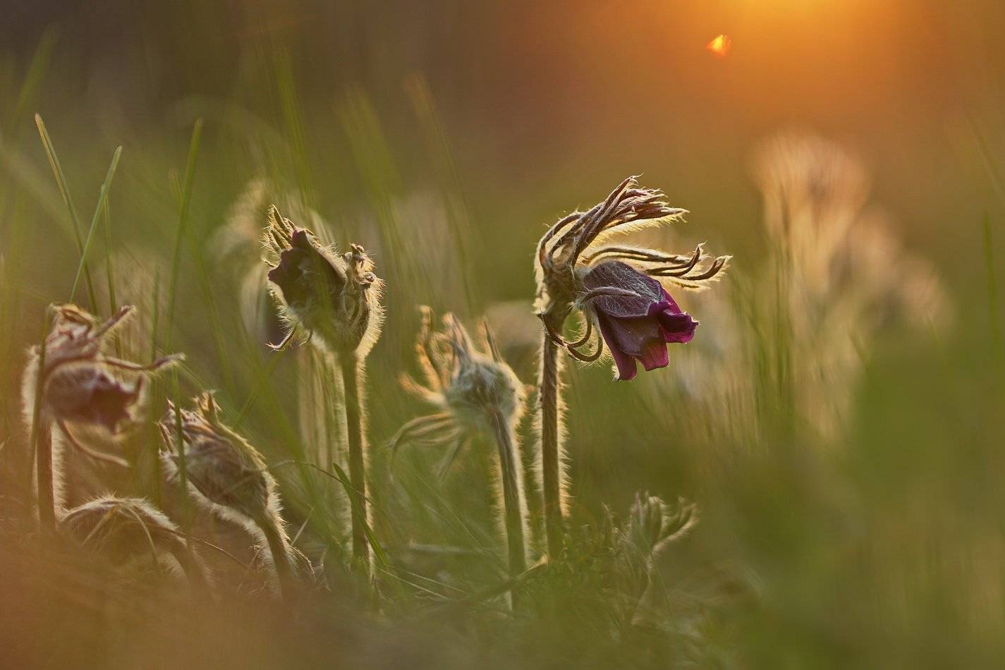pratensis, pulsatilla, лесопарк дружбы народов, луговой, прострел, чернеющий, сон-трава, Sergii Markov