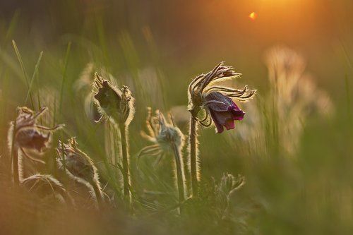 Луговой прострел