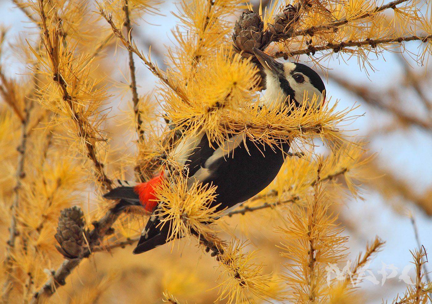 животные птицы дятел листвинница осень, Шангареев Марс