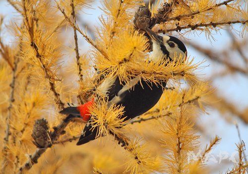 В лиственнице