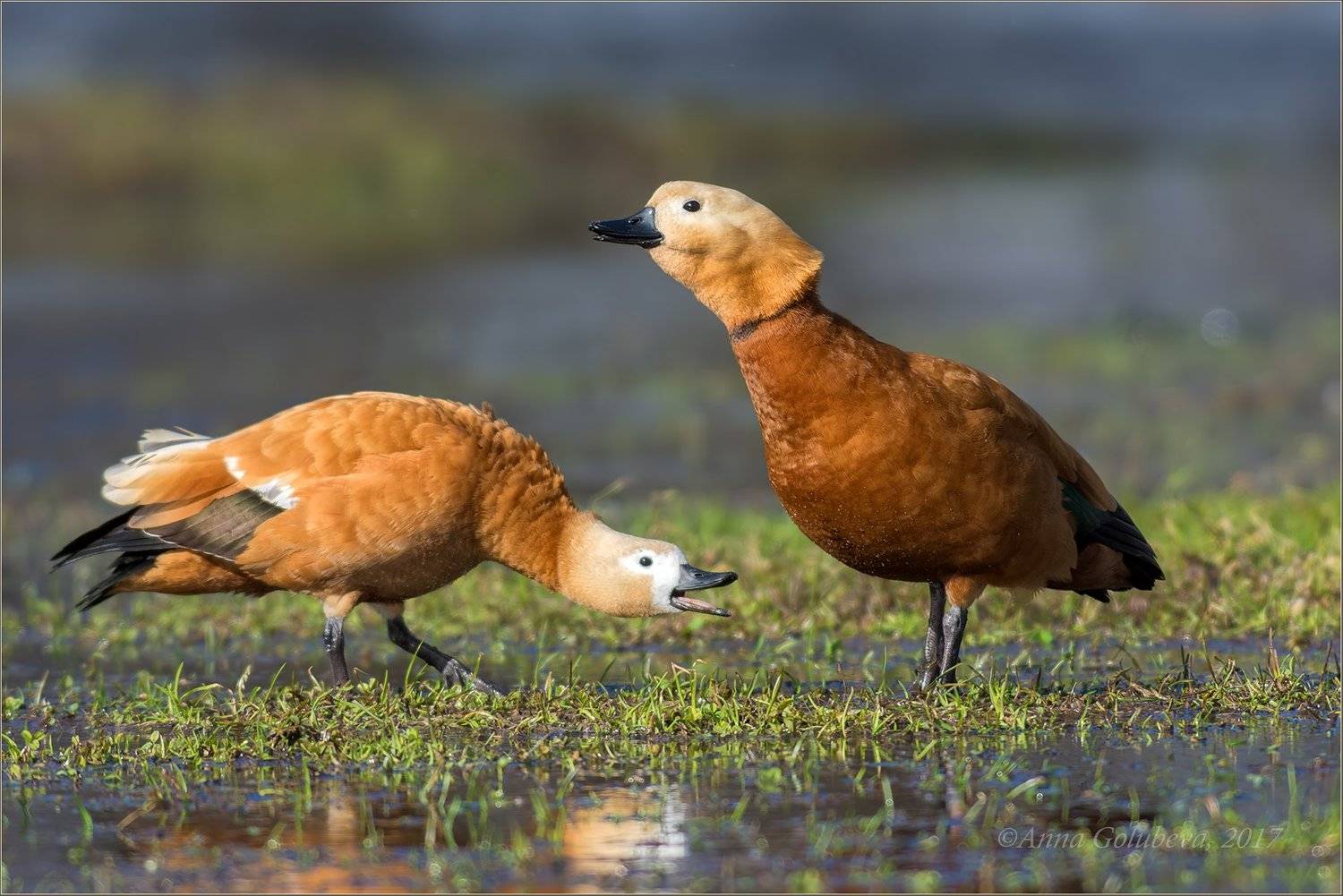 птицы, природа, огарь, красная утка, tadorna ferruginea, водоплавающие, весна, март, 2017, москва, коломенское, Анна Голубева