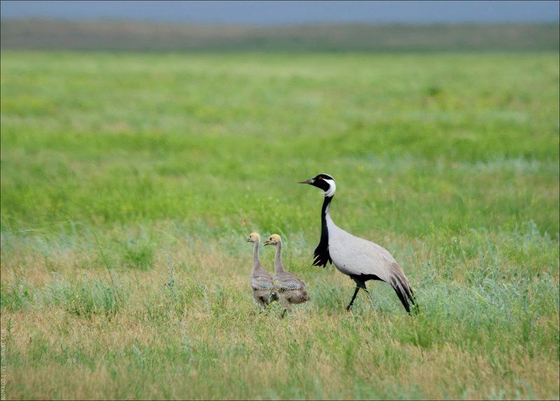 журавль Семейная прогулка фото превью