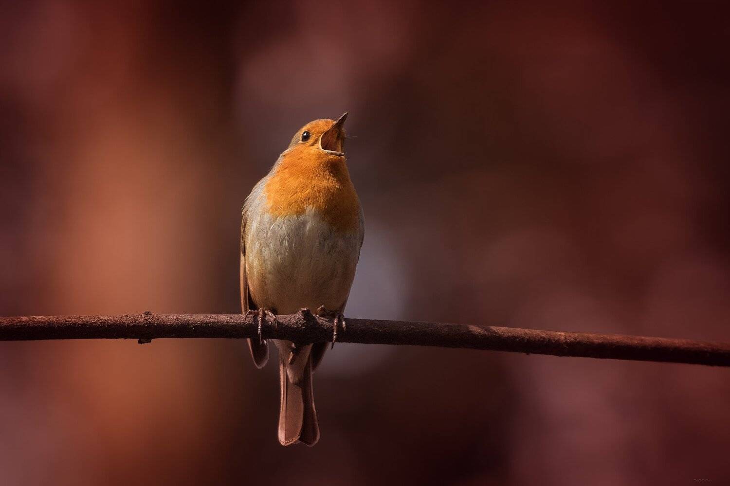 природа, лес, животные, птицы, Дмитрий Посевич