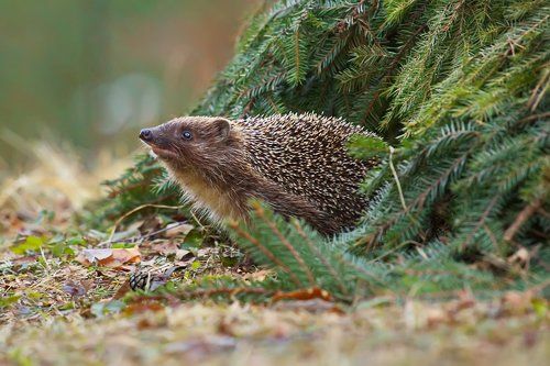 После зимней спячки