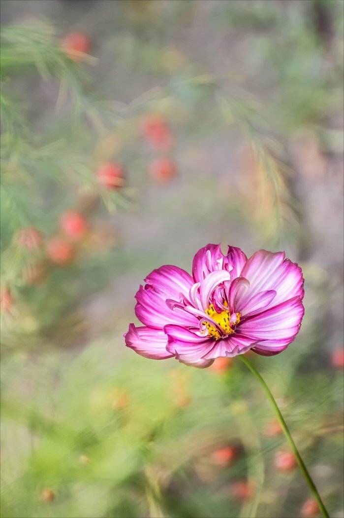 , Шинкарева Елена