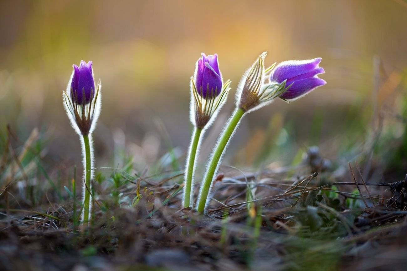 сон-трава, прострел, анемона, Галанзовская Оксана