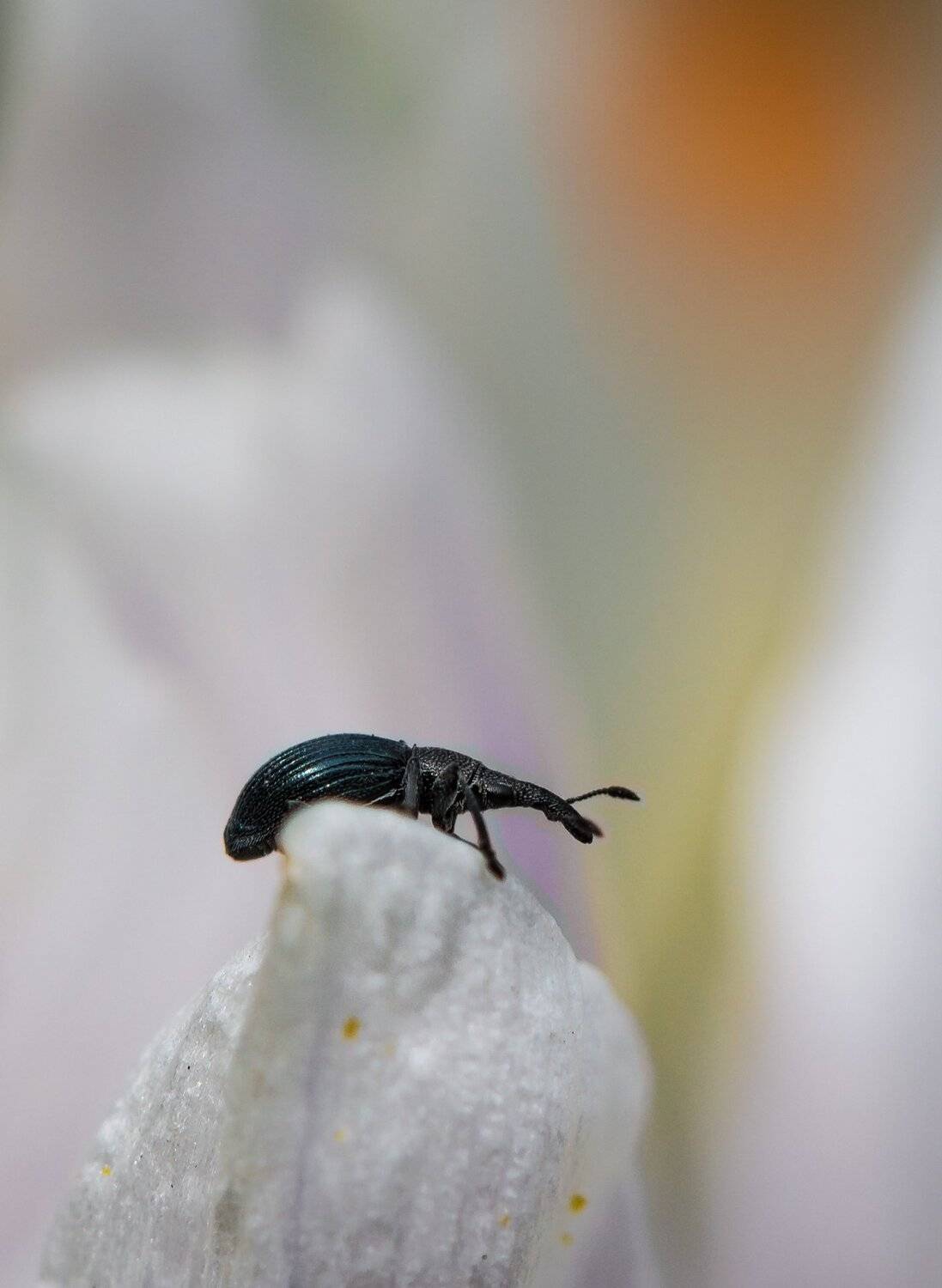 природа, макро, весна, цветы, крокус, насекомое, жук, долгоносик, Неля Рачкова