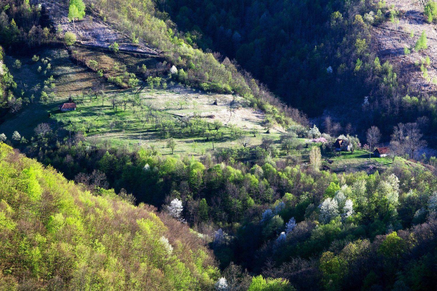 spring,colors,trees,flowers,nature,romania,, Marius Turc
