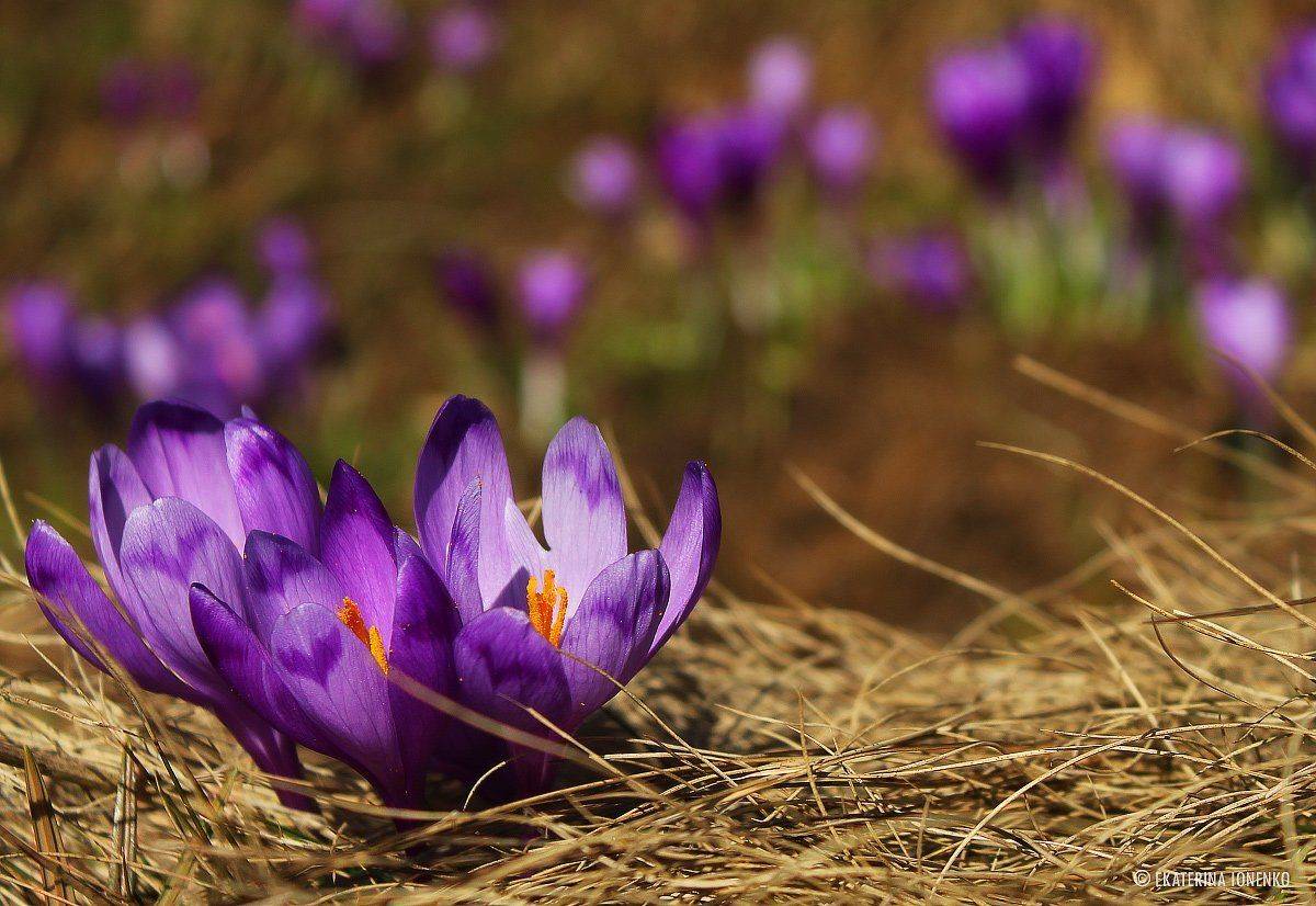 , Екатерина Ионенко