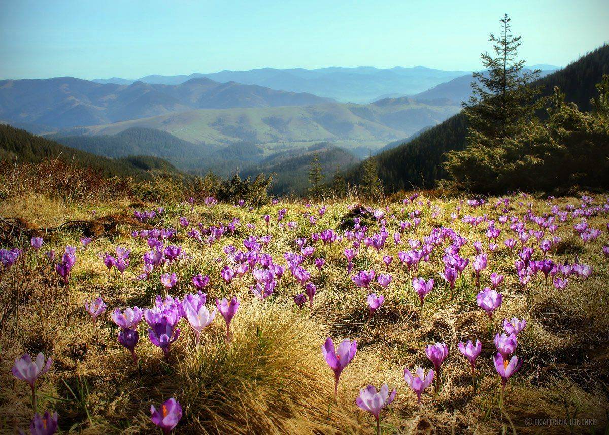 , Екатерина Ионенко