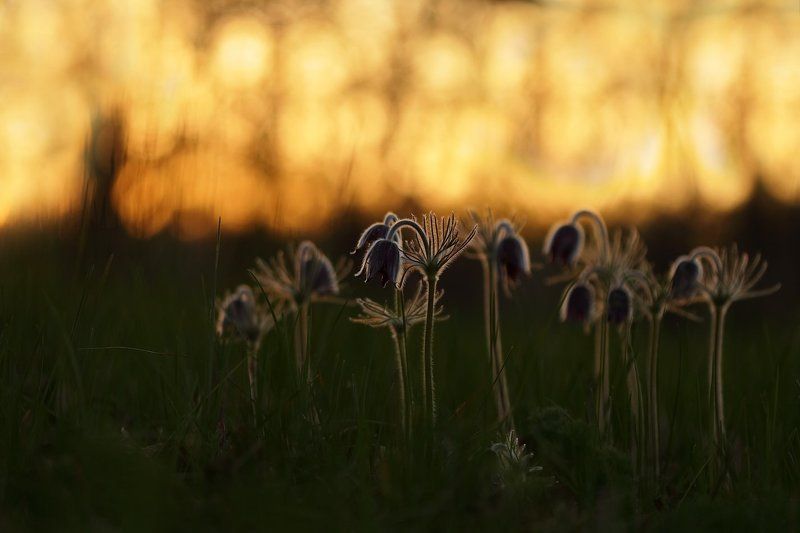 pratensis, pulsatilla, лесопарк дружбы народов, луговой, прострел, чернеющий, сон-трава Грядущие сны) фото превью