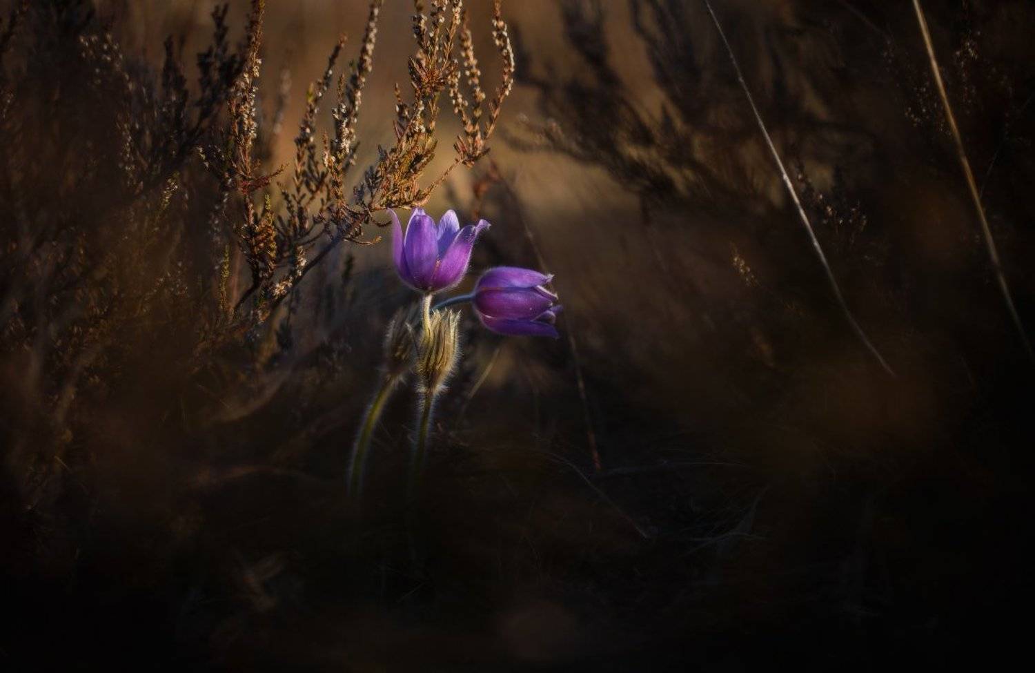 весна,первоцвет,сон-трава, Андрей Дитковский