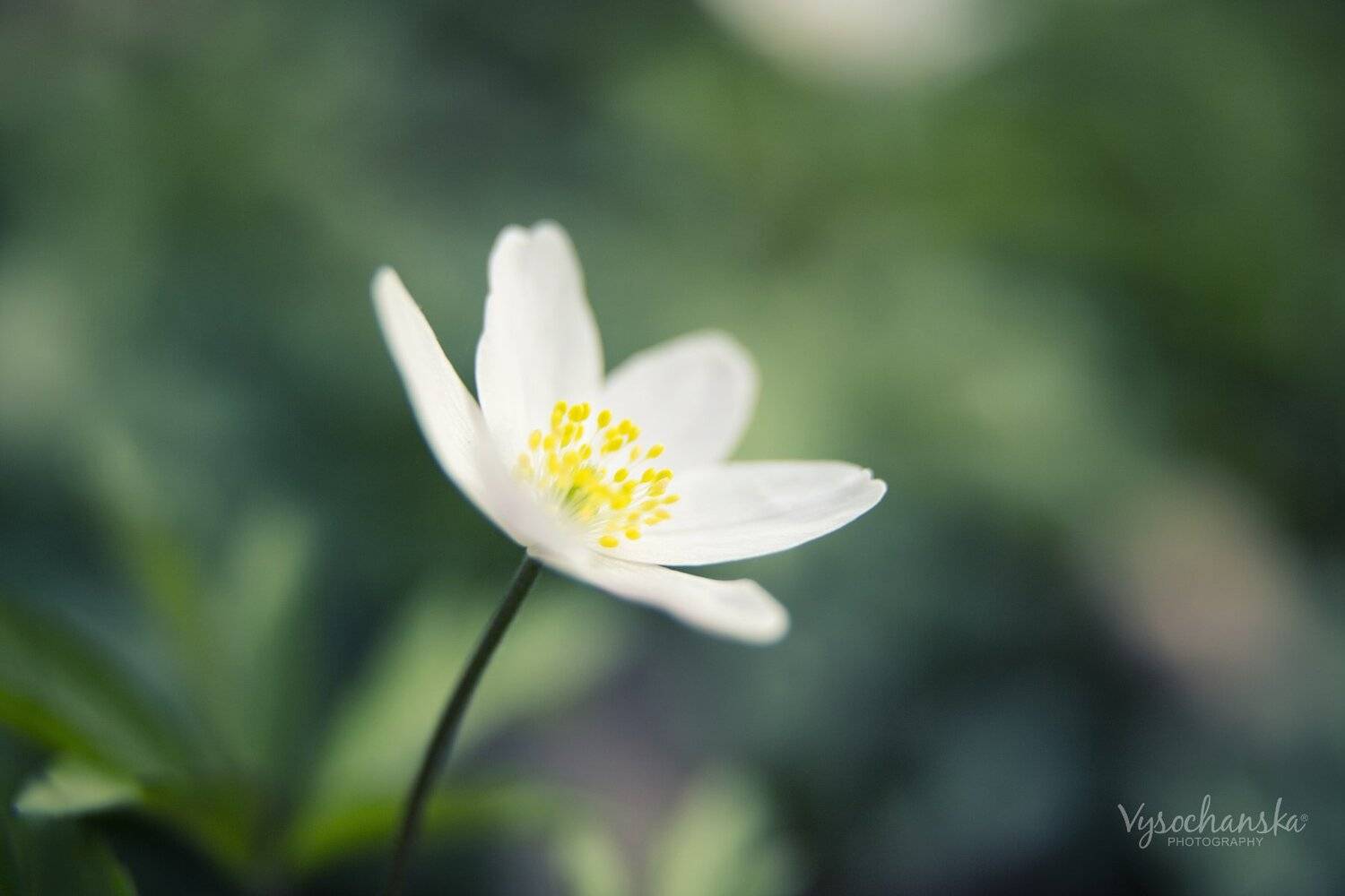 цветок, весна, природа, макро, трава, Vysochanska Photography