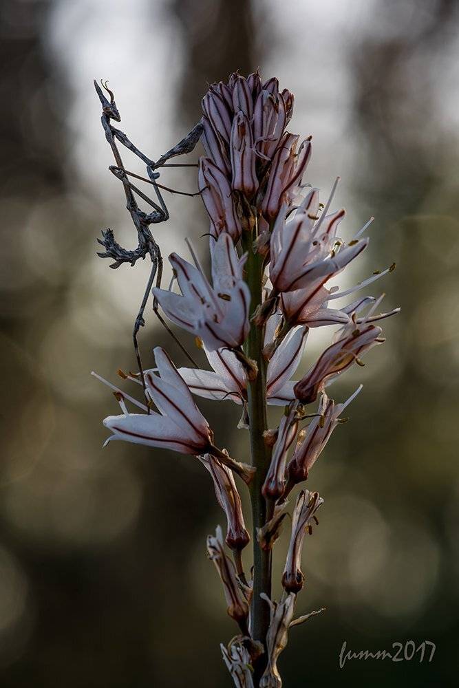 , Игорь ФУММ