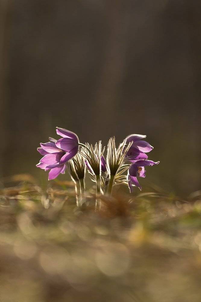, Иваненко Светлана