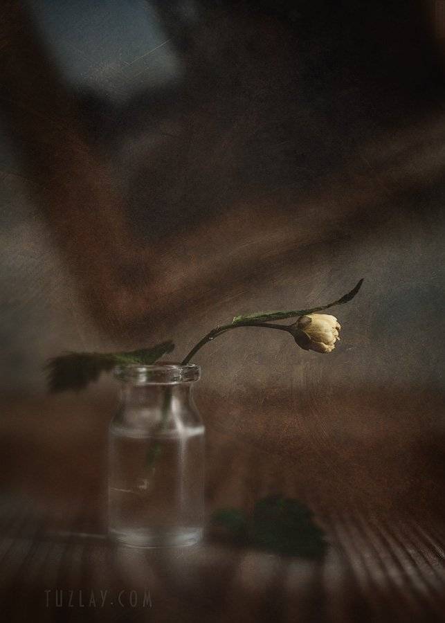 керия, флакон, kerria, Владимир Тузлай